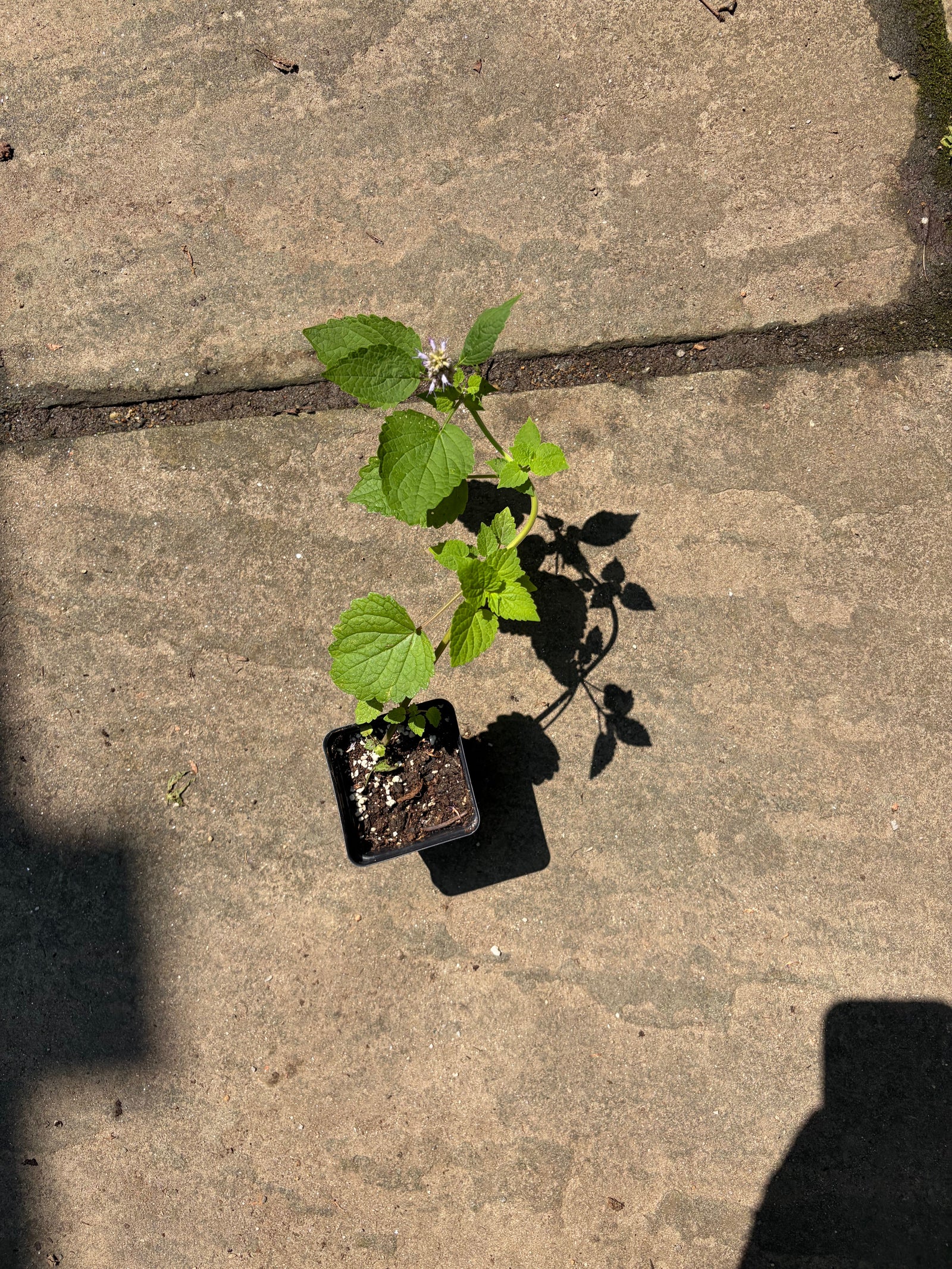 Native Anise Hyssop Live Plant – Agastache foeniculum, Zones 4–8