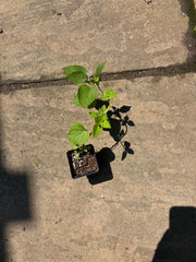 Native Anise Hyssop Live Plant – Agastache foeniculum, Zones 4–8