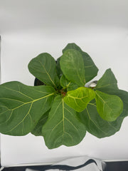 Ficus Fiddle Leaf Fig Tree – 10-Inch Pot
