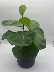 Ficus Fiddle Leaf Fig Tree – 10-Inch Pot – partial-shade / 10" Pot / Nursery pot