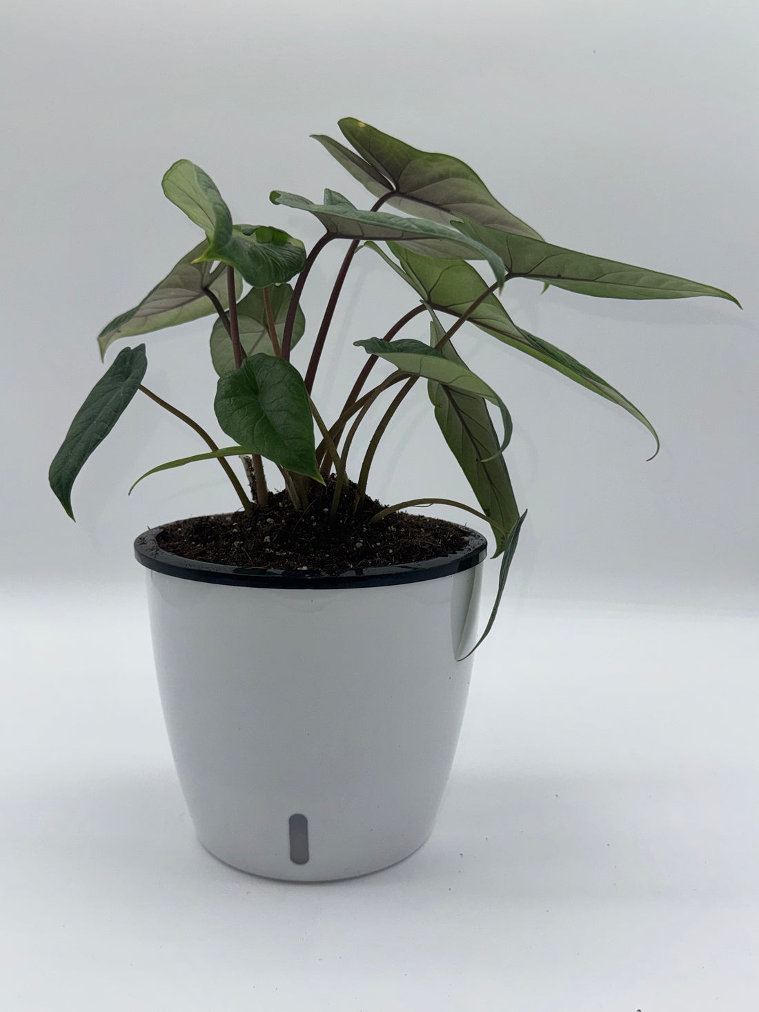 Alocasia Scalprum