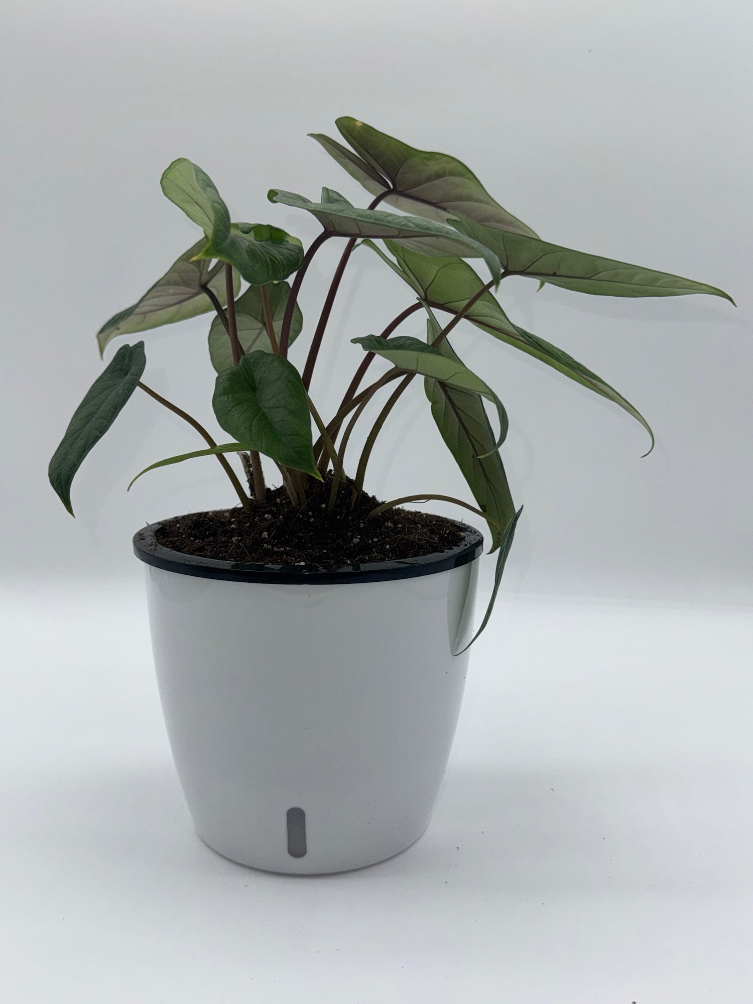 Alocasia Scalprum
