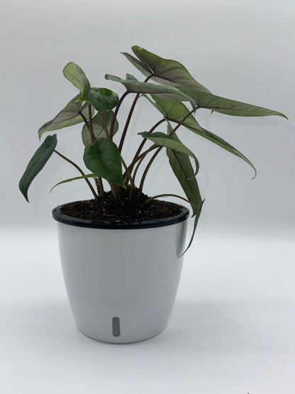 Alocasia Scalprum