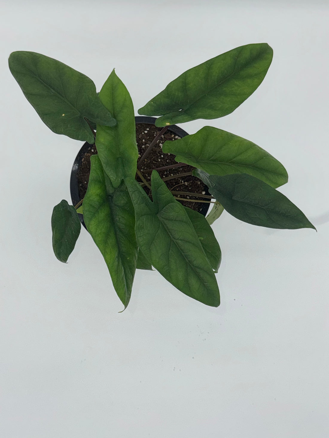 Alocasia Scalprum