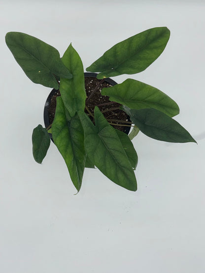 Alocasia Scalprum