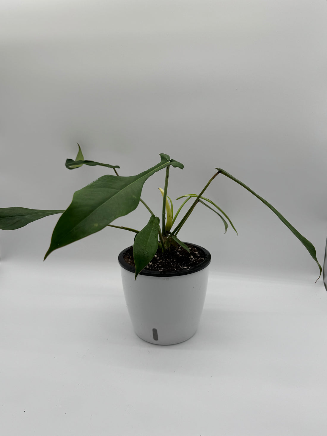 Philodendron Joepii