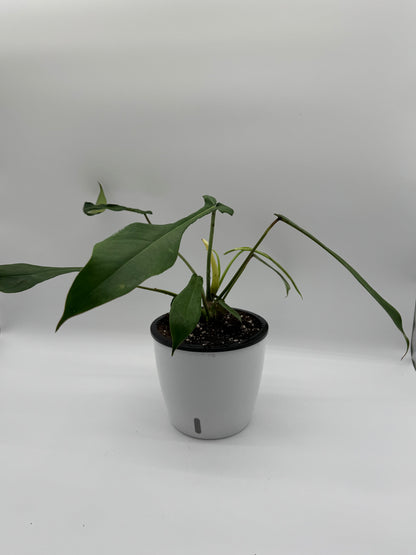 Philodendron Joepii