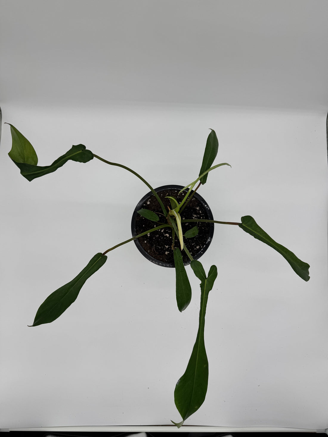 Philodendron Joepii