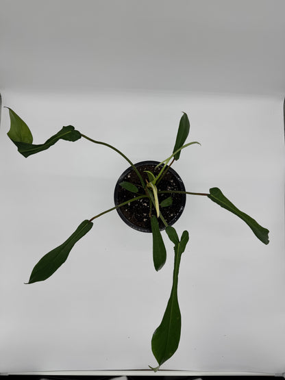 Philodendron Joepii