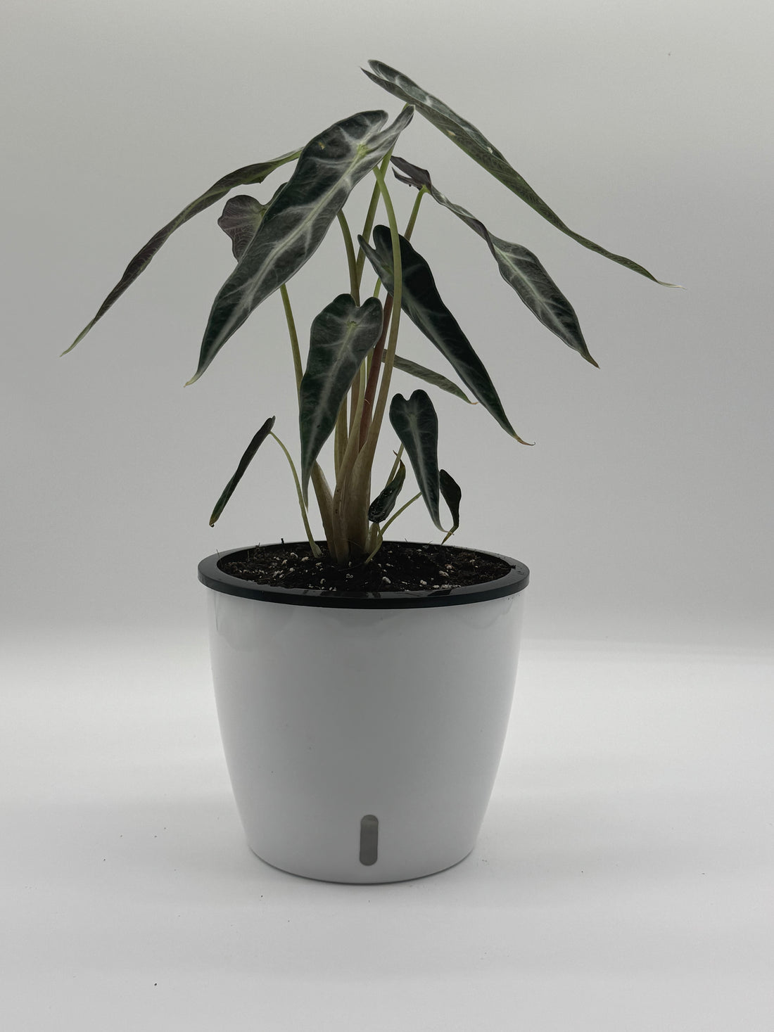 Alocasia Bambino