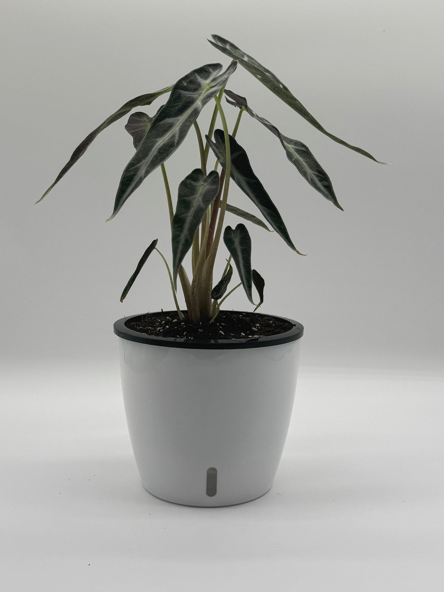 Alocasia Bambino