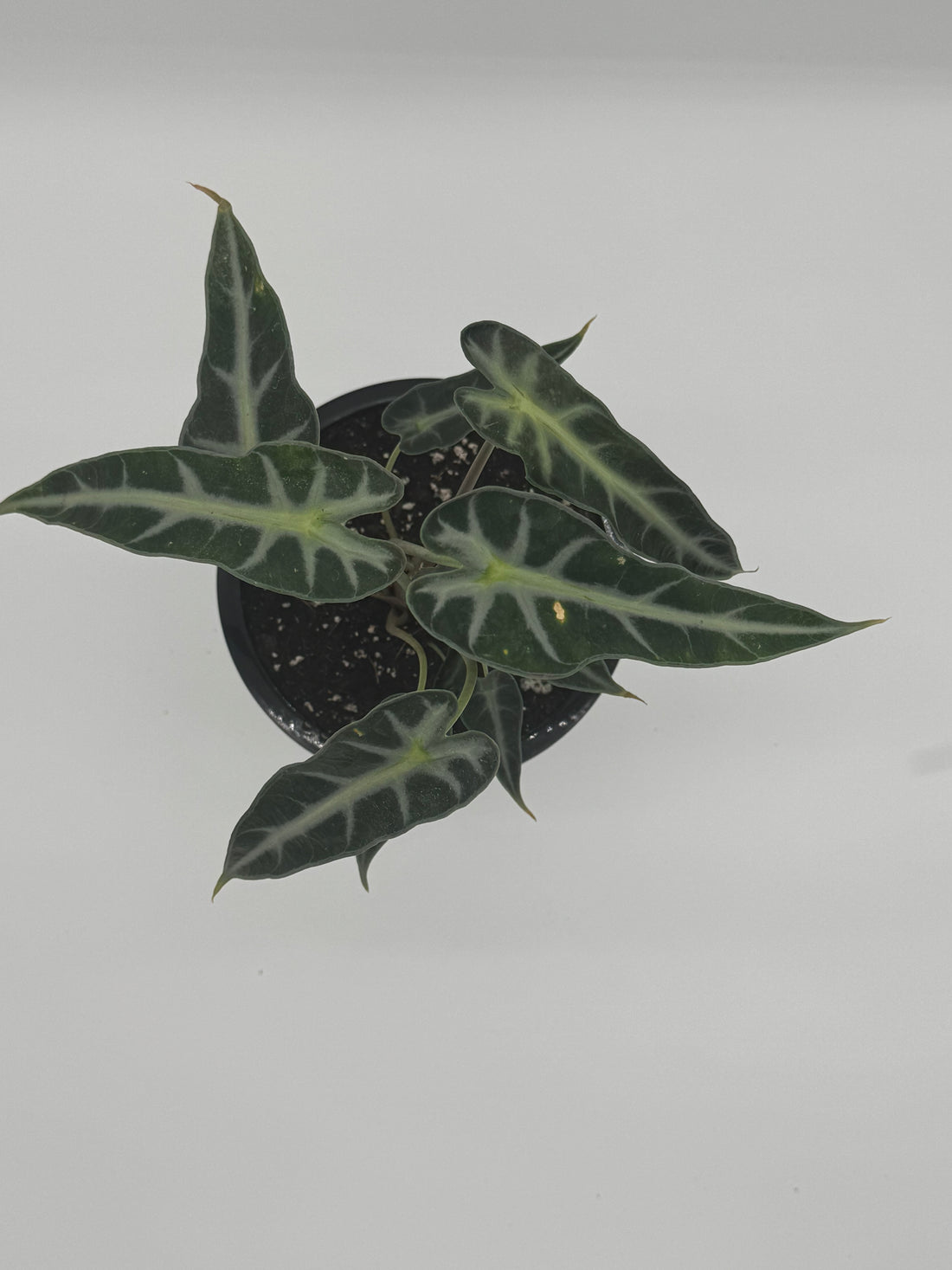 Alocasia Bambino
