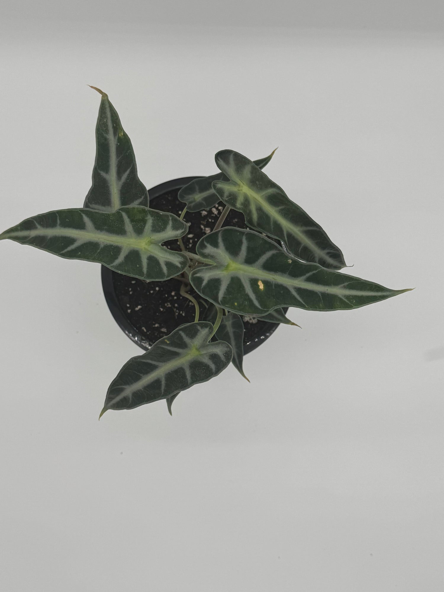 Alocasia Bambino