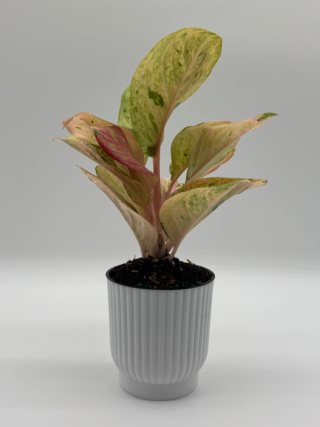 Aglaonema Pink Emerald