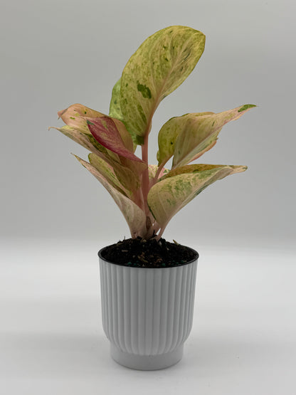 Aglaonema Pink Emerald