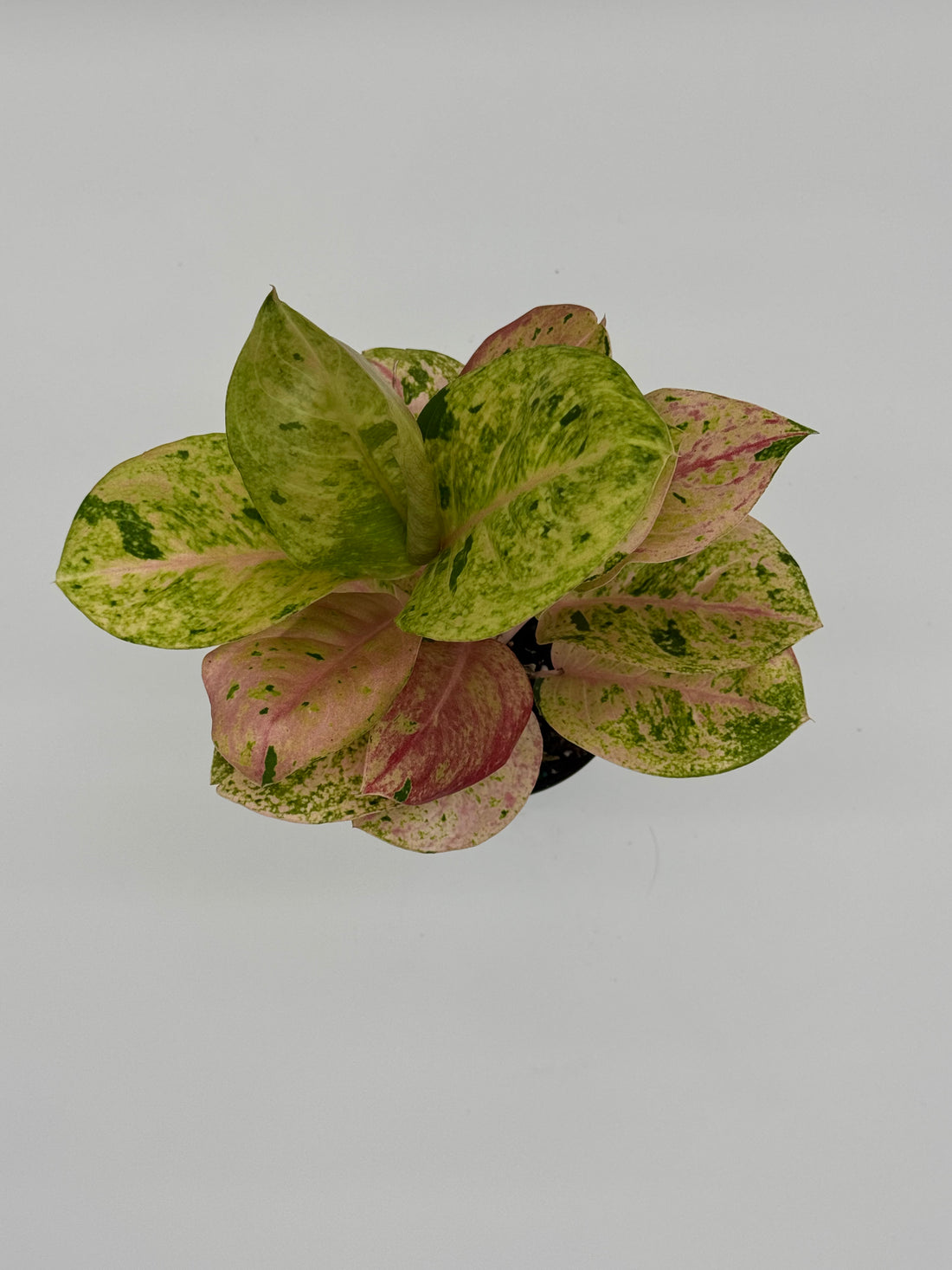 Aglaonema Pink Emerald
