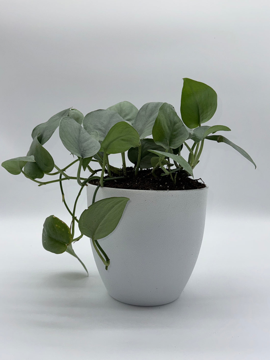 Scindapsus Platinum Java