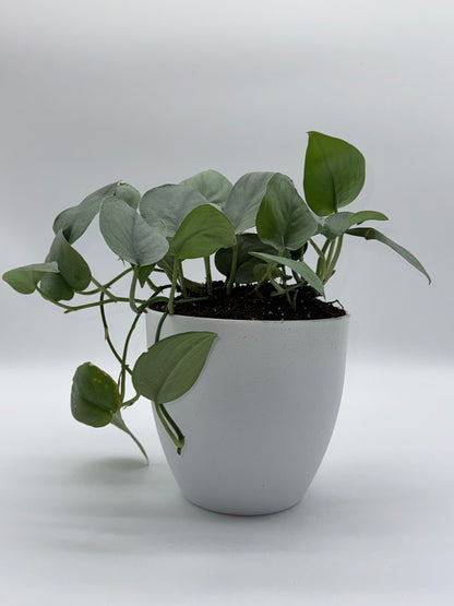 Scindapsus Platinum Java