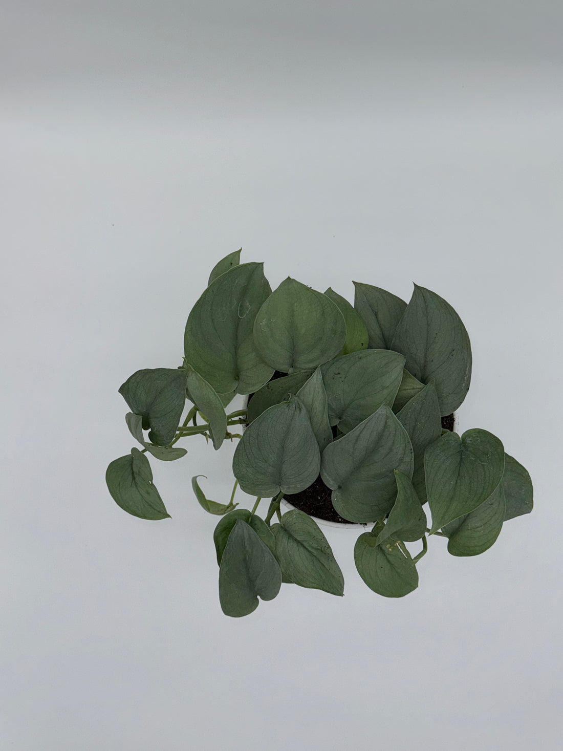 Scindapsus Platinum Java