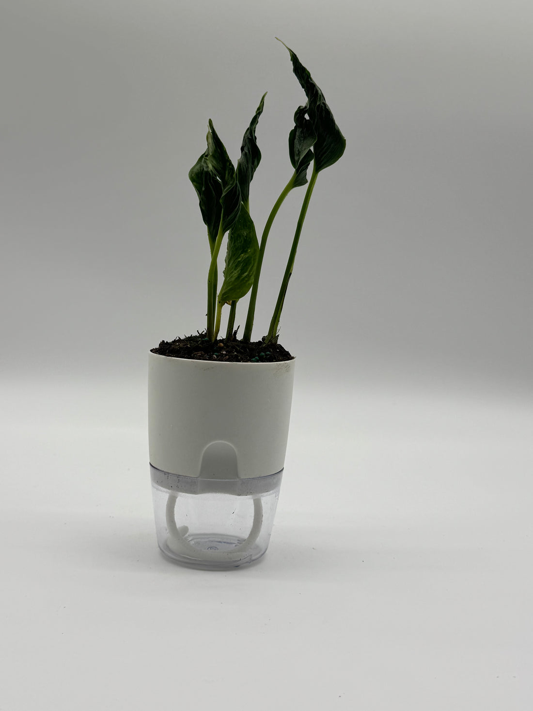 Epipremnum Shangri La