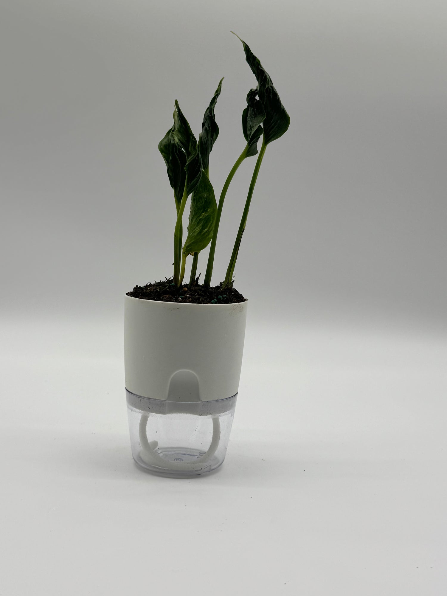 Epipremnum Shangri La