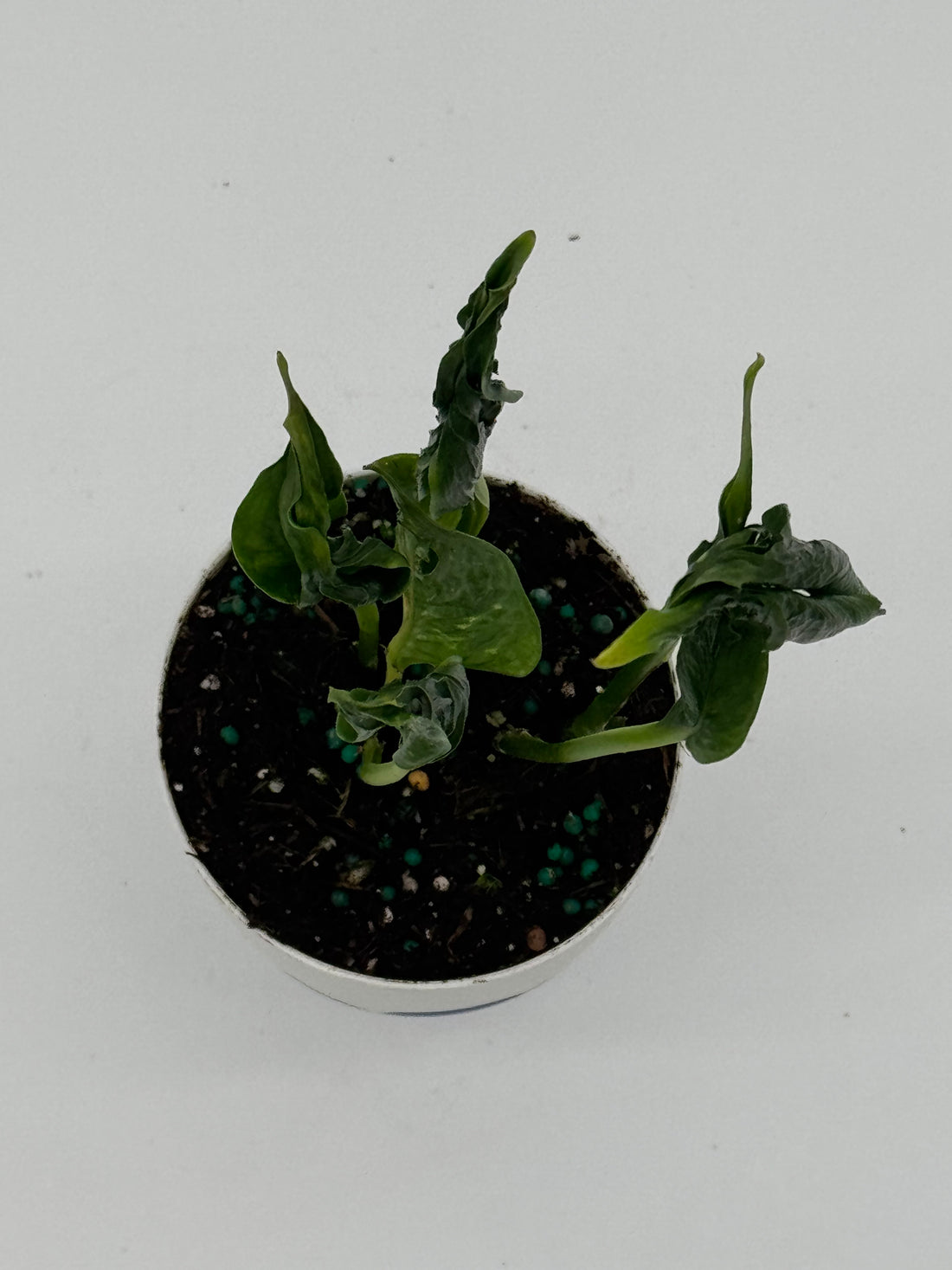 Epipremnum Shangri La