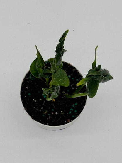 Epipremnum Shangri La