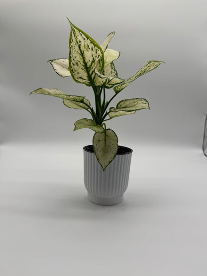 Aglaonema Paragon