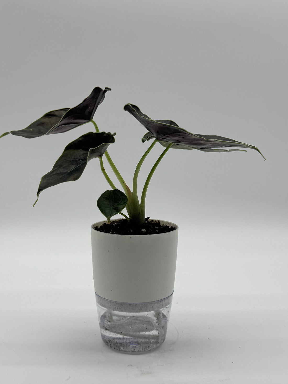 Alocasia Azlani
