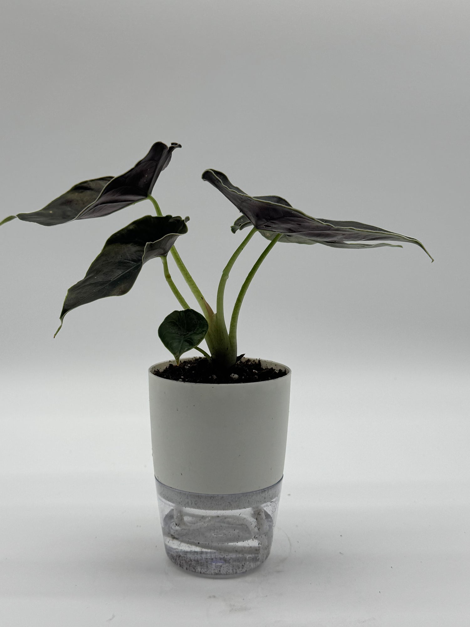 Alocasia Azlani