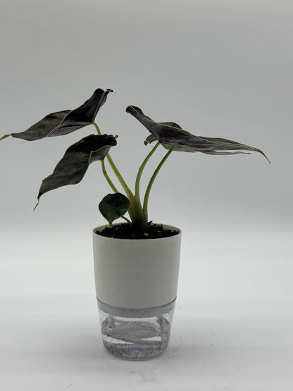 Alocasia Azlani