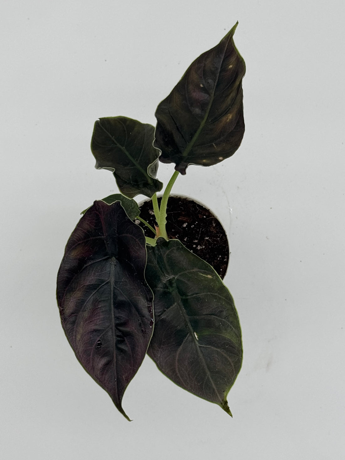 Alocasia Azlani