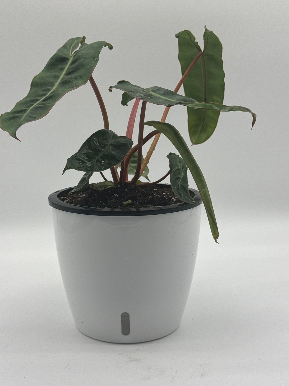 Philodendron Billitiae Green