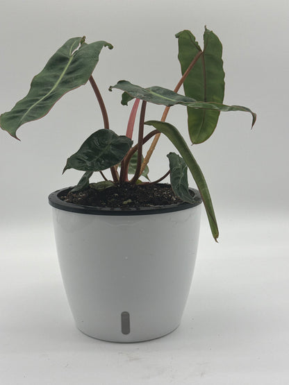 Philodendron Billitiae Green