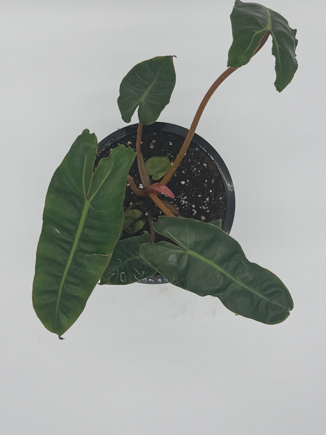 Philodendron Billitiae Green