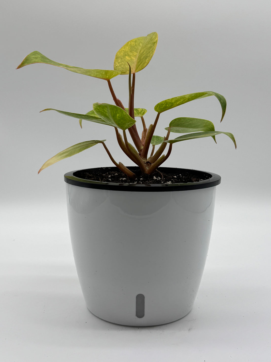 Philodendron Painted Lady