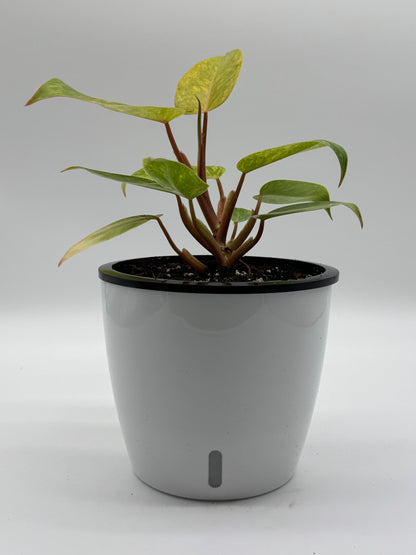 Philodendron Painted Lady