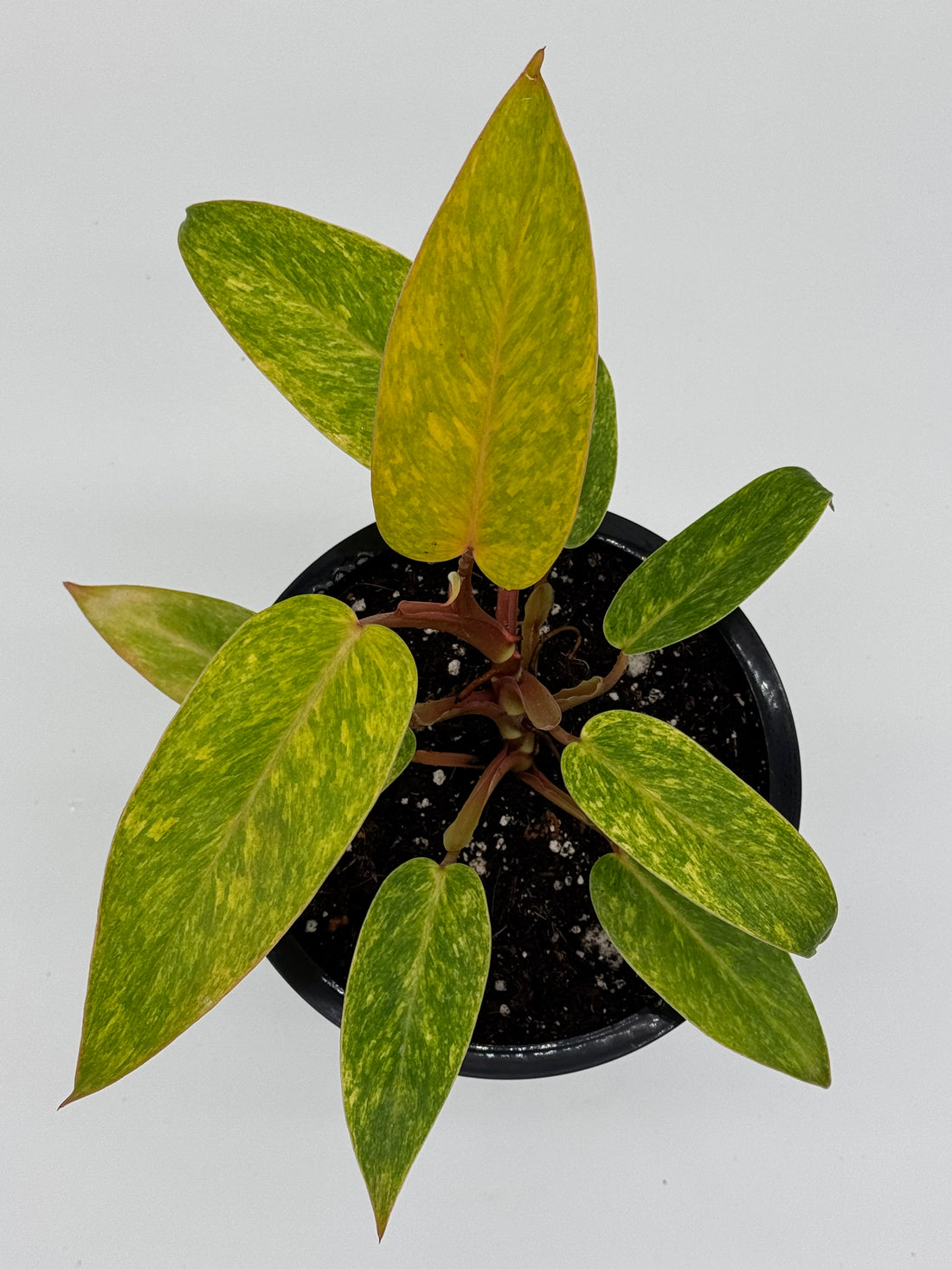 Philodendron Painted Lady