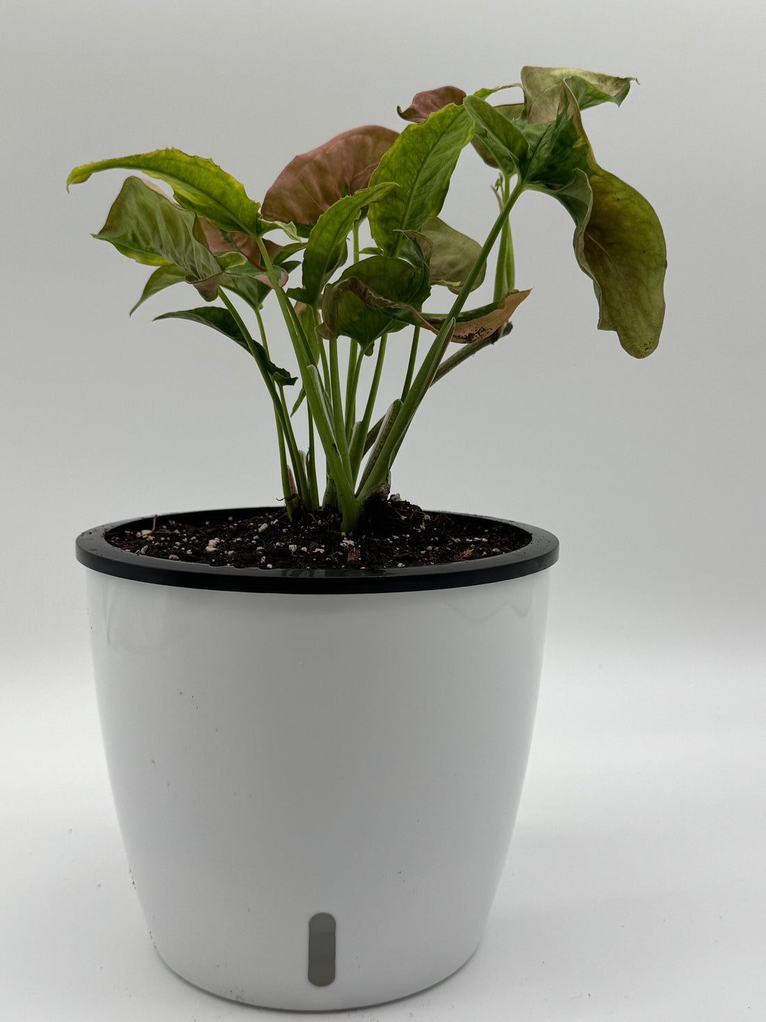 Syngonium Pink Lava