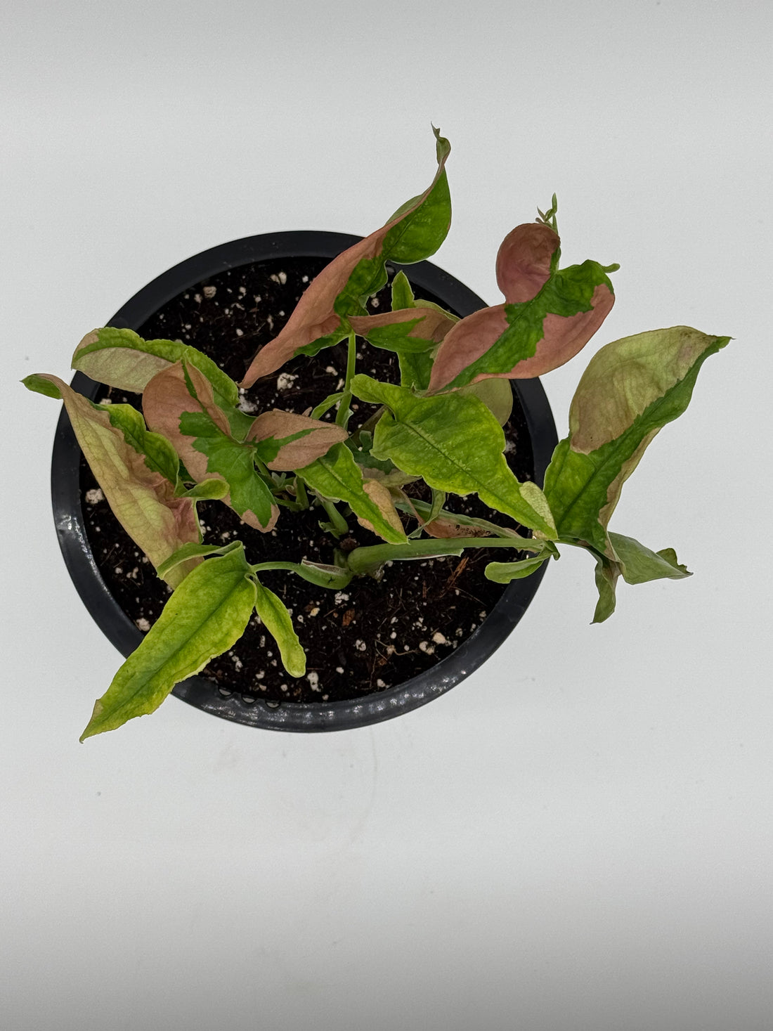 Syngonium Pink Lava