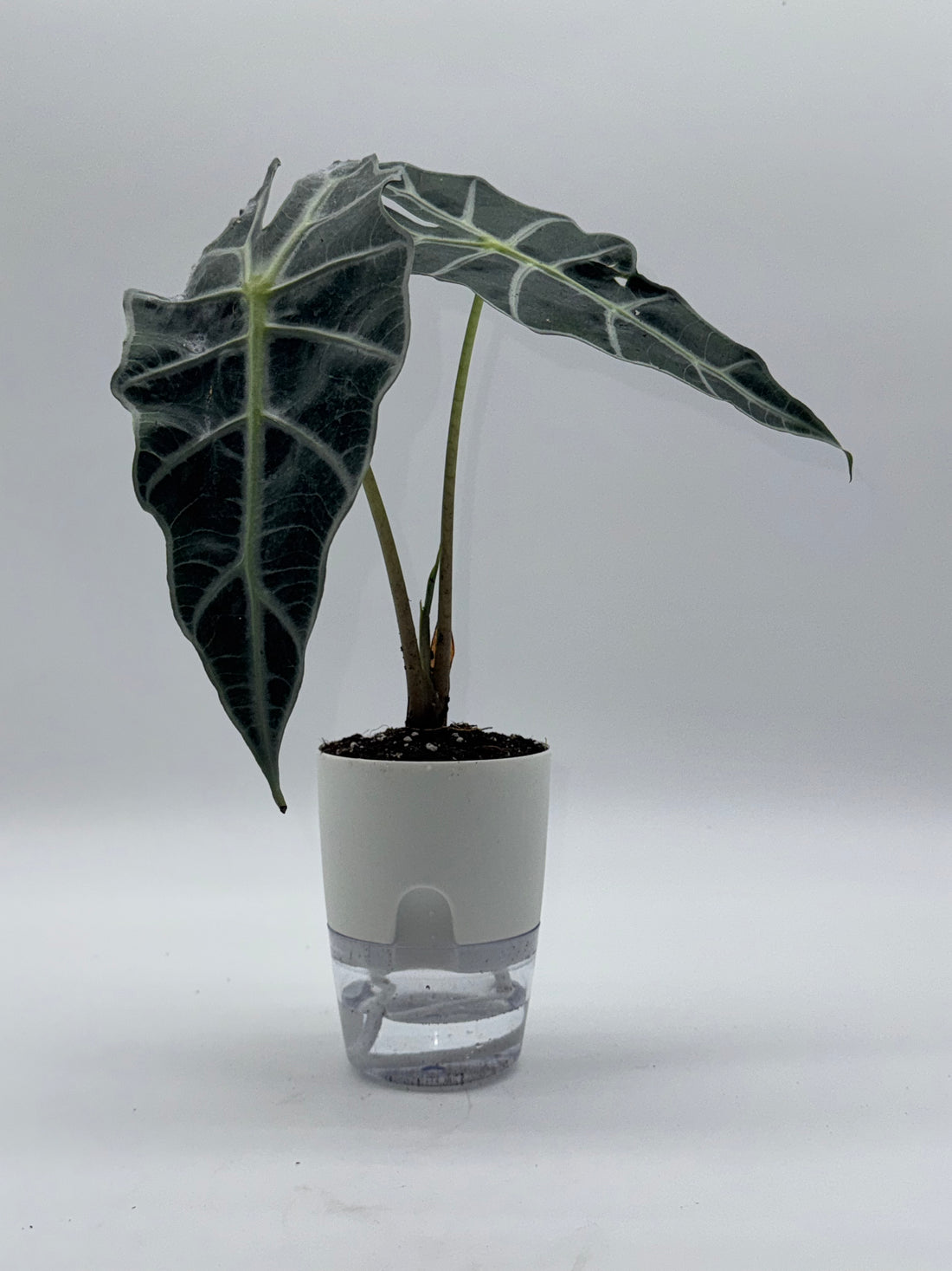 Alocasia Dwarf Amazonica