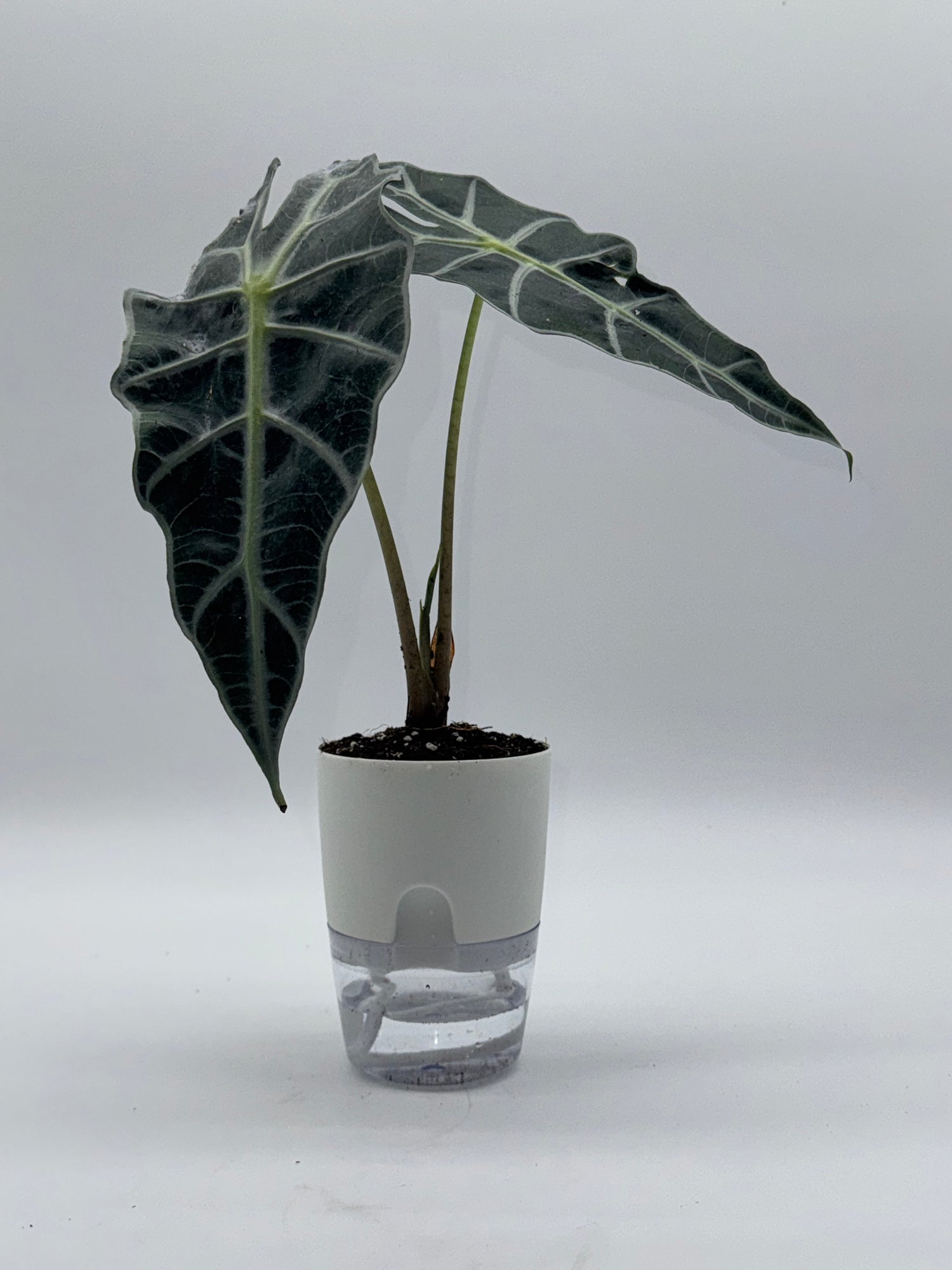 Alocasia Dwarf Amazonica