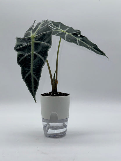 Alocasia Dwarf Amazonica