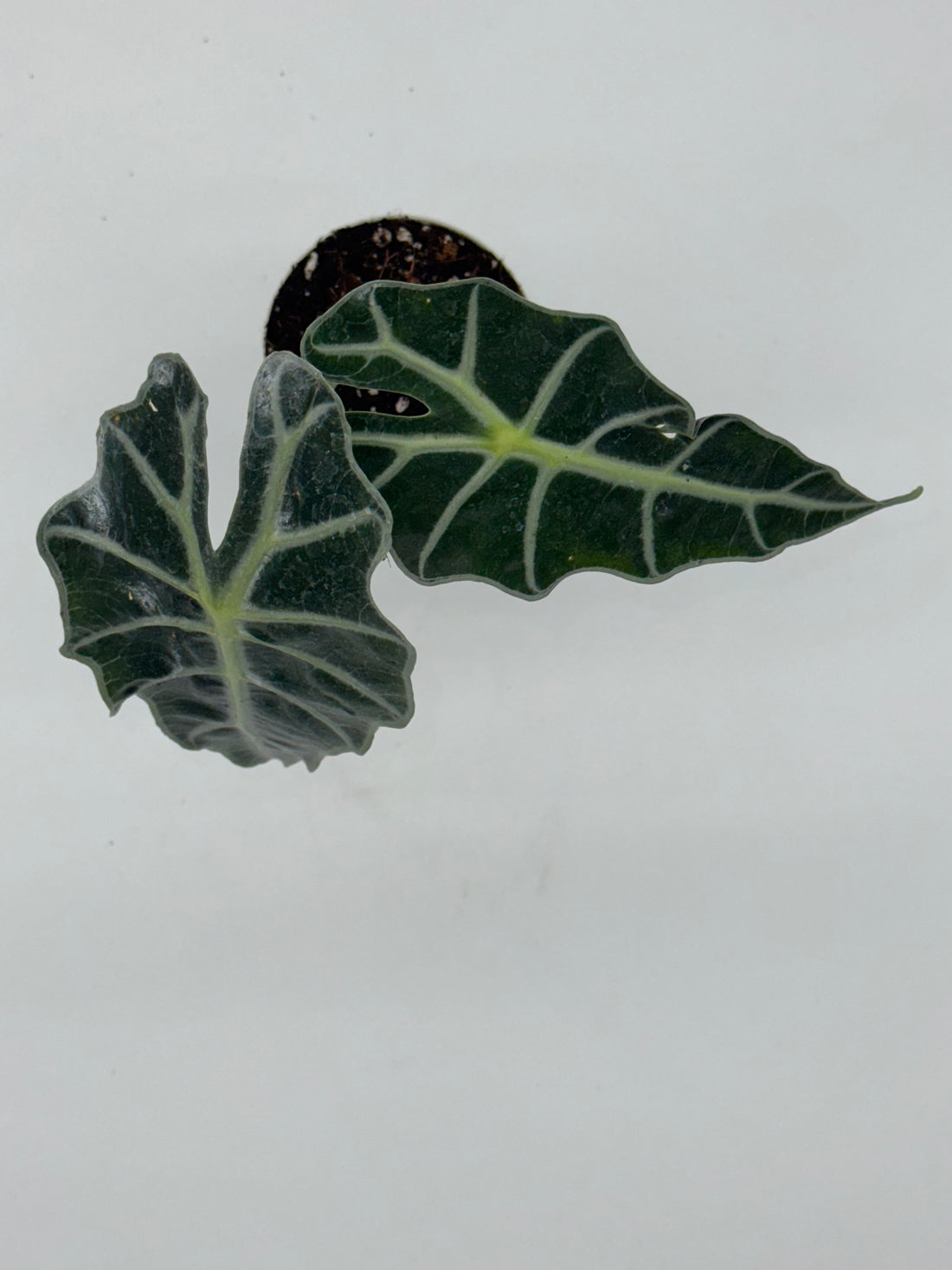 Alocasia Dwarf Amazonica