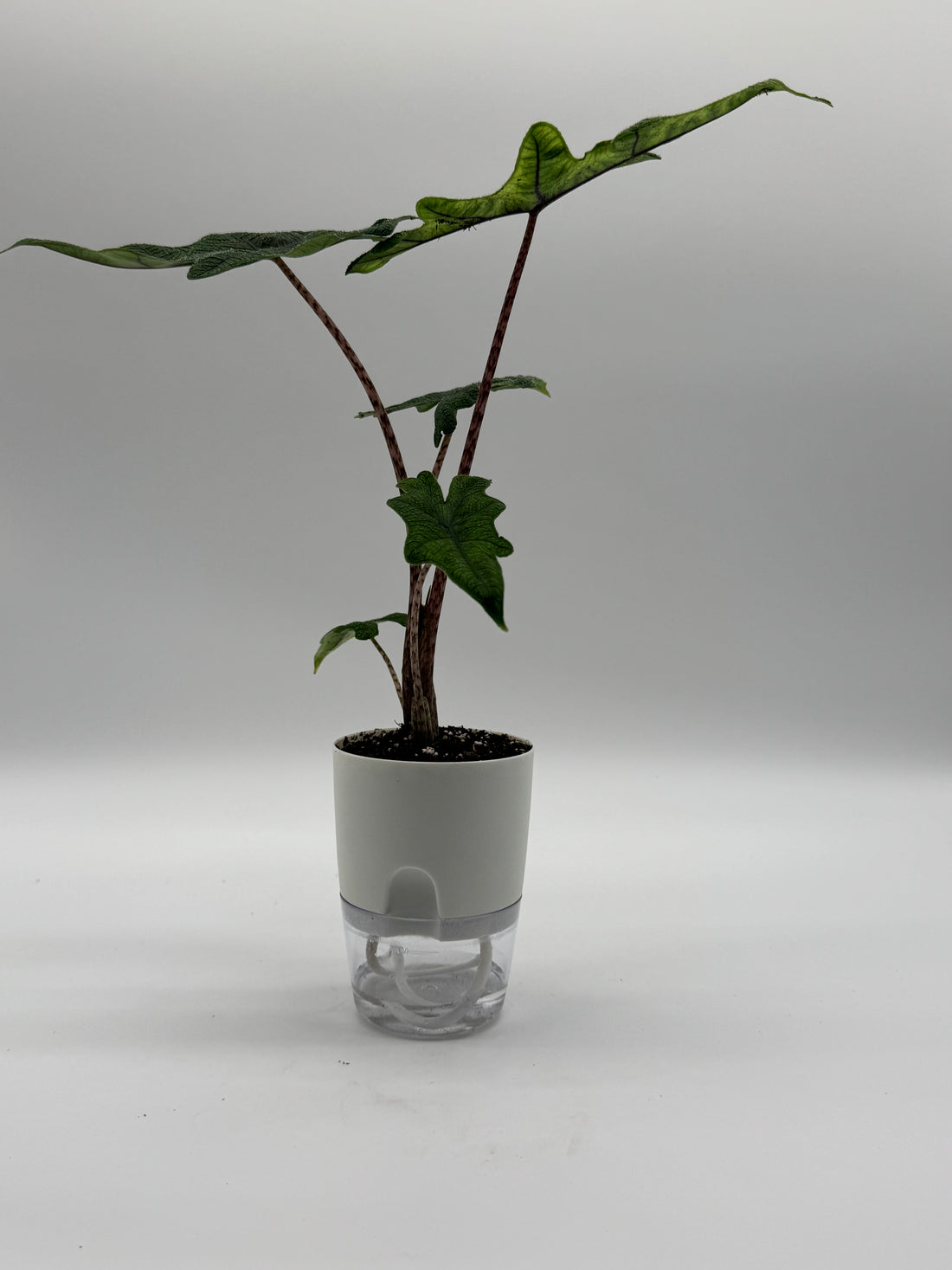 Alocasia Jacklyn