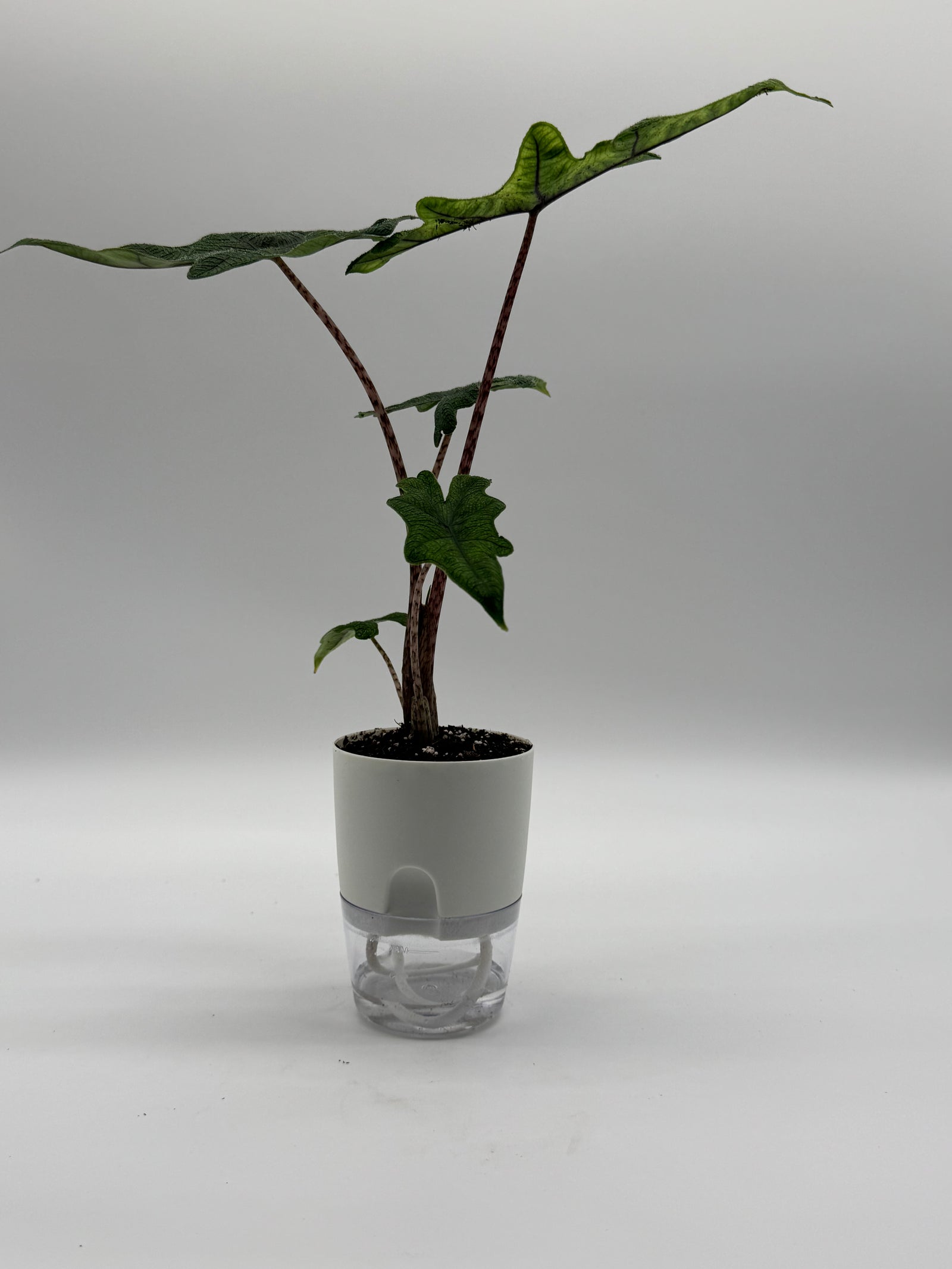 Alocasia Jacklyn – 4-Inch Pot – 4" Pot / Self-watering