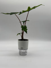 Alocasia Jacklyn – 4-Inch Pot – 4" Pot / Self-watering
