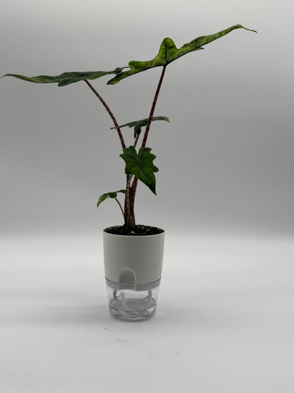 Alocasia Jacklyn
