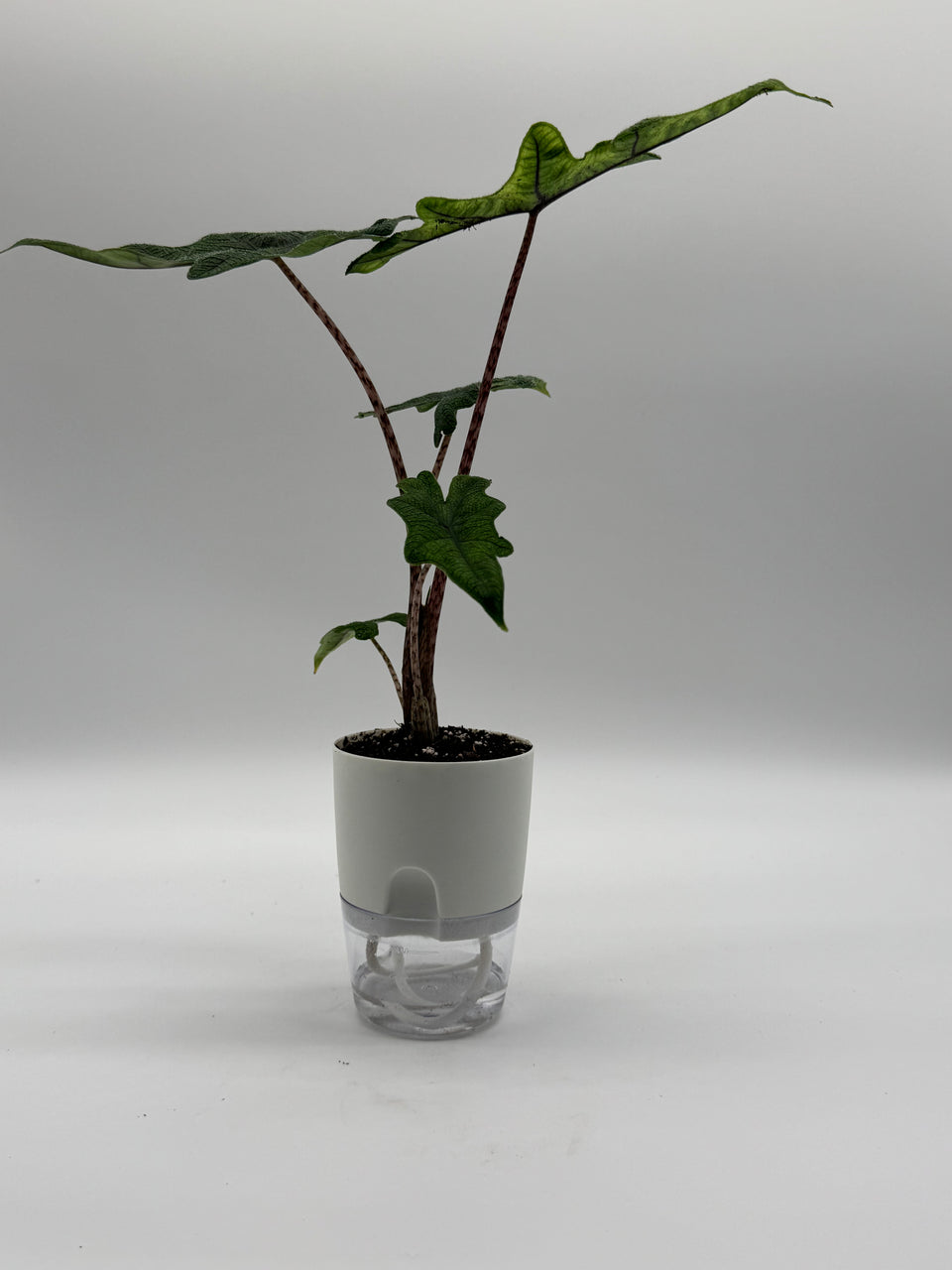 Alocasia Jacklyn – 4-Inch Pot – 4" Pot / Self-watering