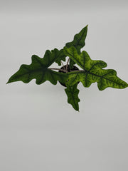 Alocasia Jacklyn – 4-Inch Pot